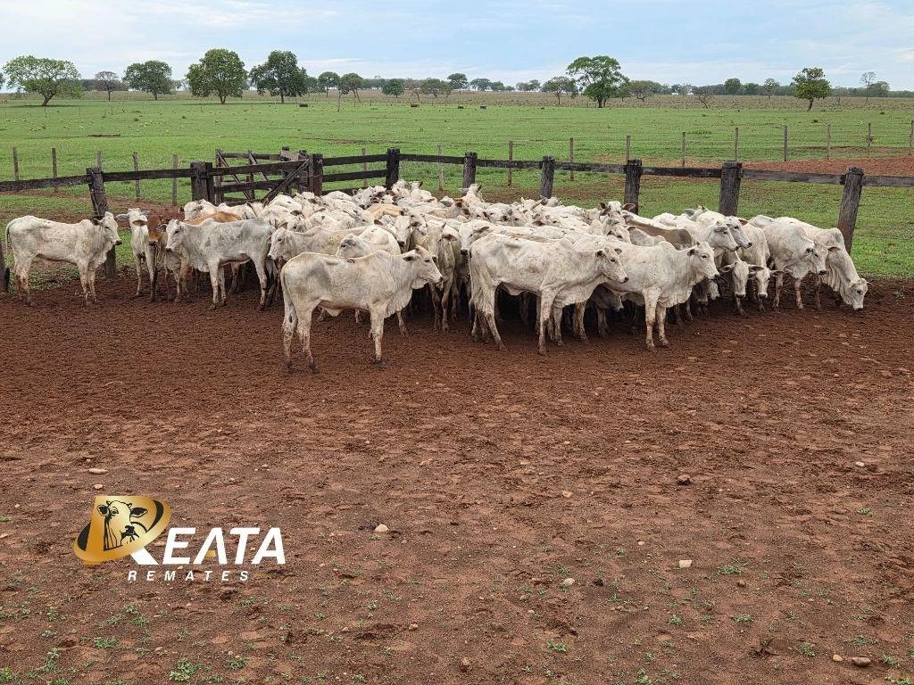 LOTE 98