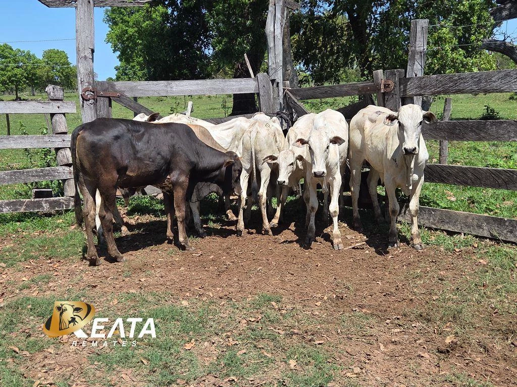 LOTE 02