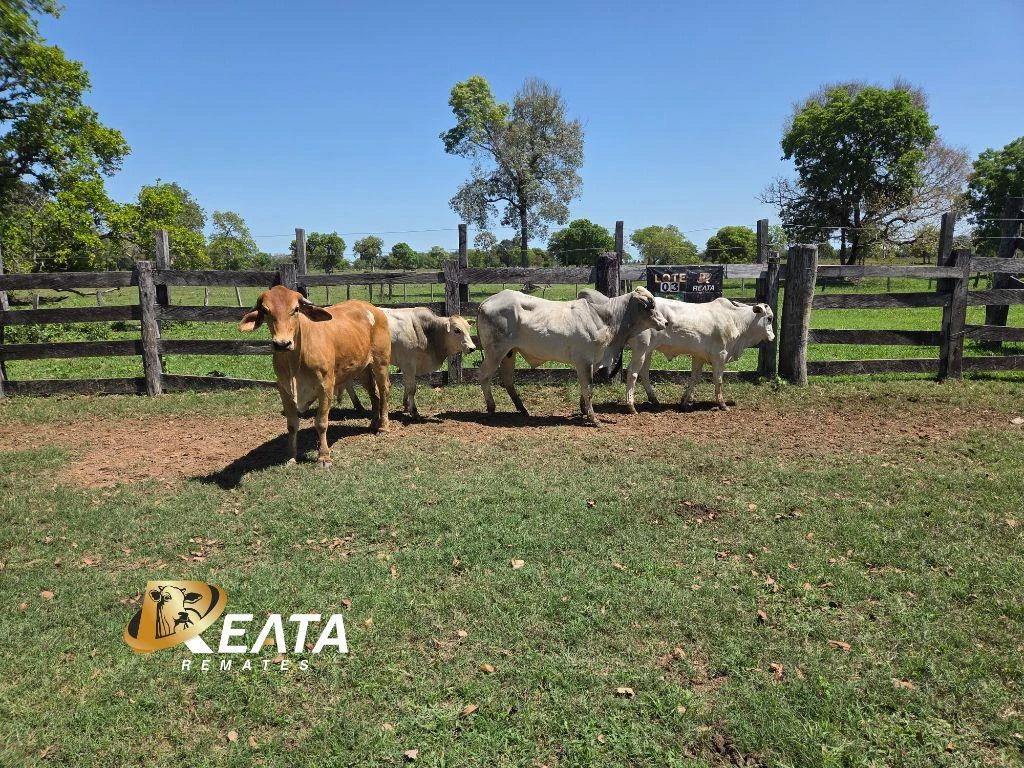 LOTE 03