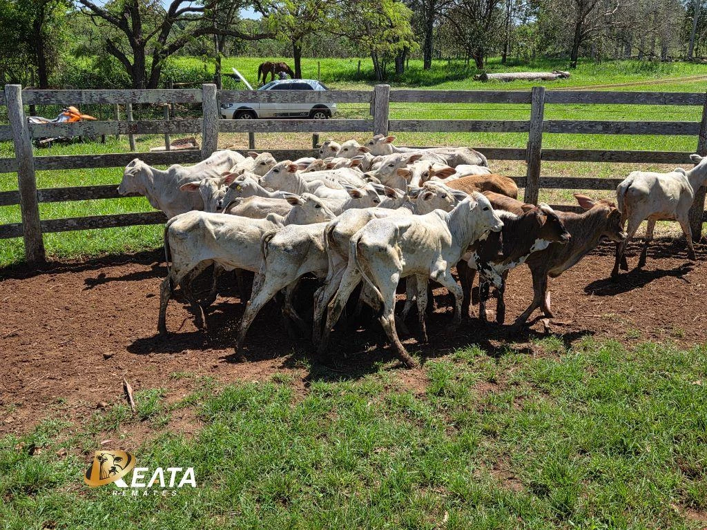LOTE 38