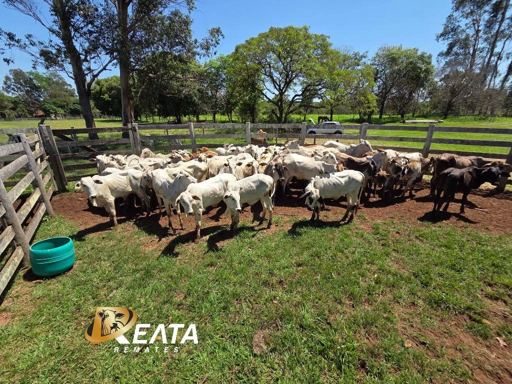 LOTE 39