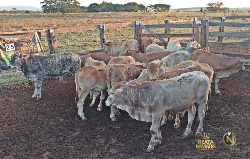 LOTE 25