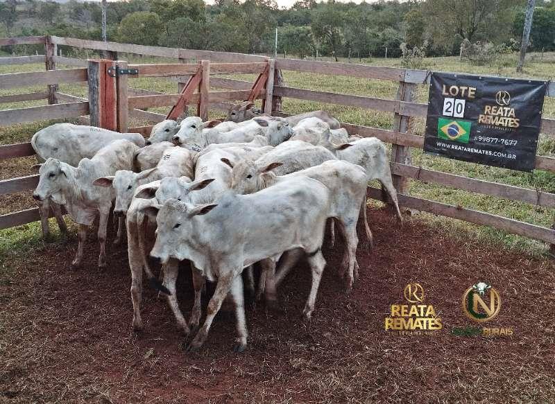 LOTE 20